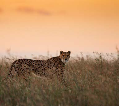 Cheeta on a Kenya Luxury Safari